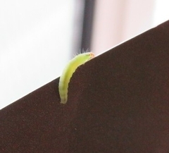 Adoxophyes privatana