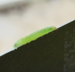 Adoxophyes privatana