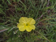 Oenothera stricta