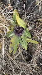 Cirsium acaule esculentum