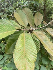 Dipterocarpus cornutus
