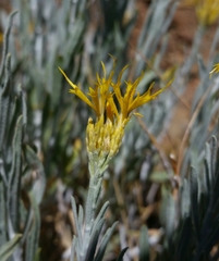 Ericameria nauseosa hololeuca