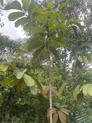 Dipterocarpus cornutus