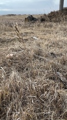 Bromus