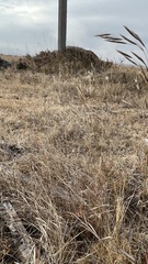 Bromus