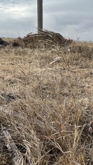 Bromus