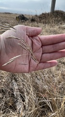 Bromus