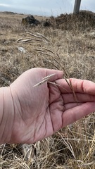 Bromus