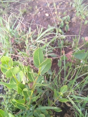 Acokanthera oppositifolia