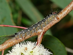 Nataxa flavescens