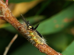 Nataxa flavescens