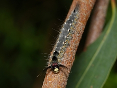 Nataxa flavescens