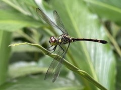 Agrionoptera insignis