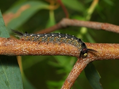 Nataxa flavescens