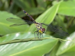 Agrionoptera insignis