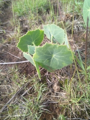 Senecio oxyriifolius