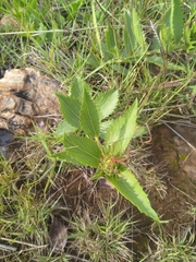 Acalypha villicaulis