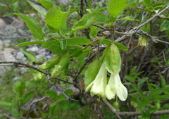Lonicera hispida