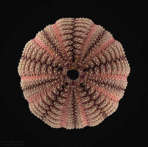 Southern Australian zigzag sea urchin (Microcyphus zigzag
