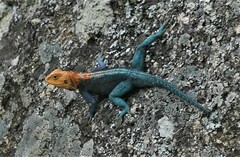 Agama kirkii