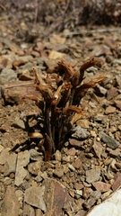 Aphyllon fasciculatum