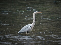 Ardea cinerea
