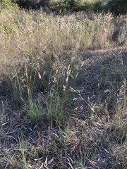 Austrostipa blackii