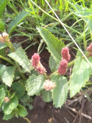 Acalypha villicaulis