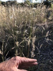Austrostipa blackii
