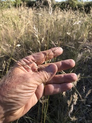 Austrostipa blackii