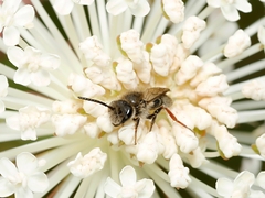 Leioproctus