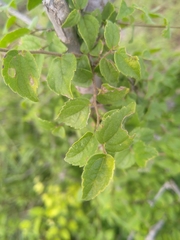 Celtis africana