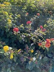 Lantana camara