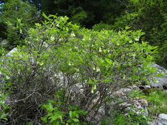 Lonicera hispida