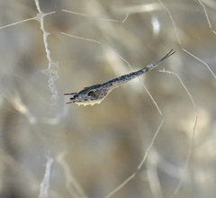 Uloborus walckenaerius