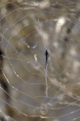Uloborus walckenaerius