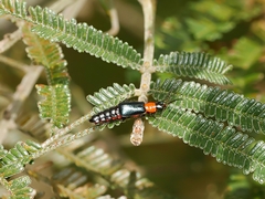 Carphurus cyanopterus
