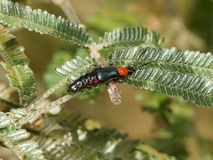 Carphurus cyanopterus