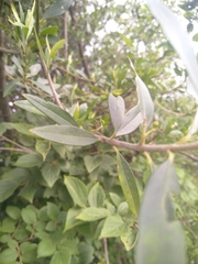 Olea europaea cuspidata