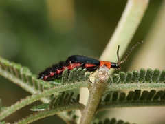 Carphurus cyanopterus