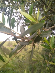 Olea europaea cuspidata