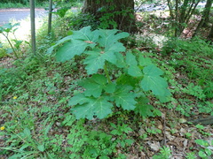 Heracleum sosnowskyi