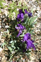 Iris lutescens