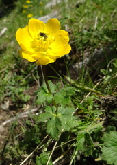 Trollius dschungaricus