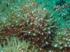 Goniopora