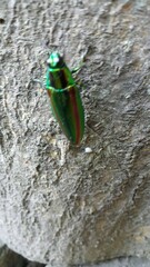 Chrysochroa fulgidissima