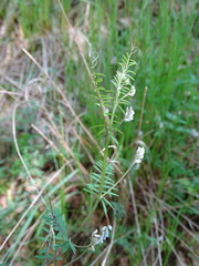 Vicia hirsuta