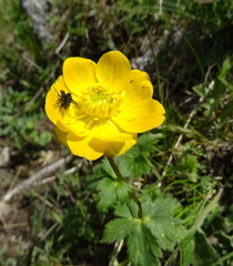 Trollius dschungaricus
