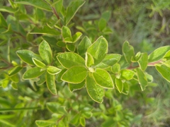 Diospyros lycioides lycioides