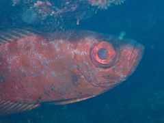 Priacanthidae